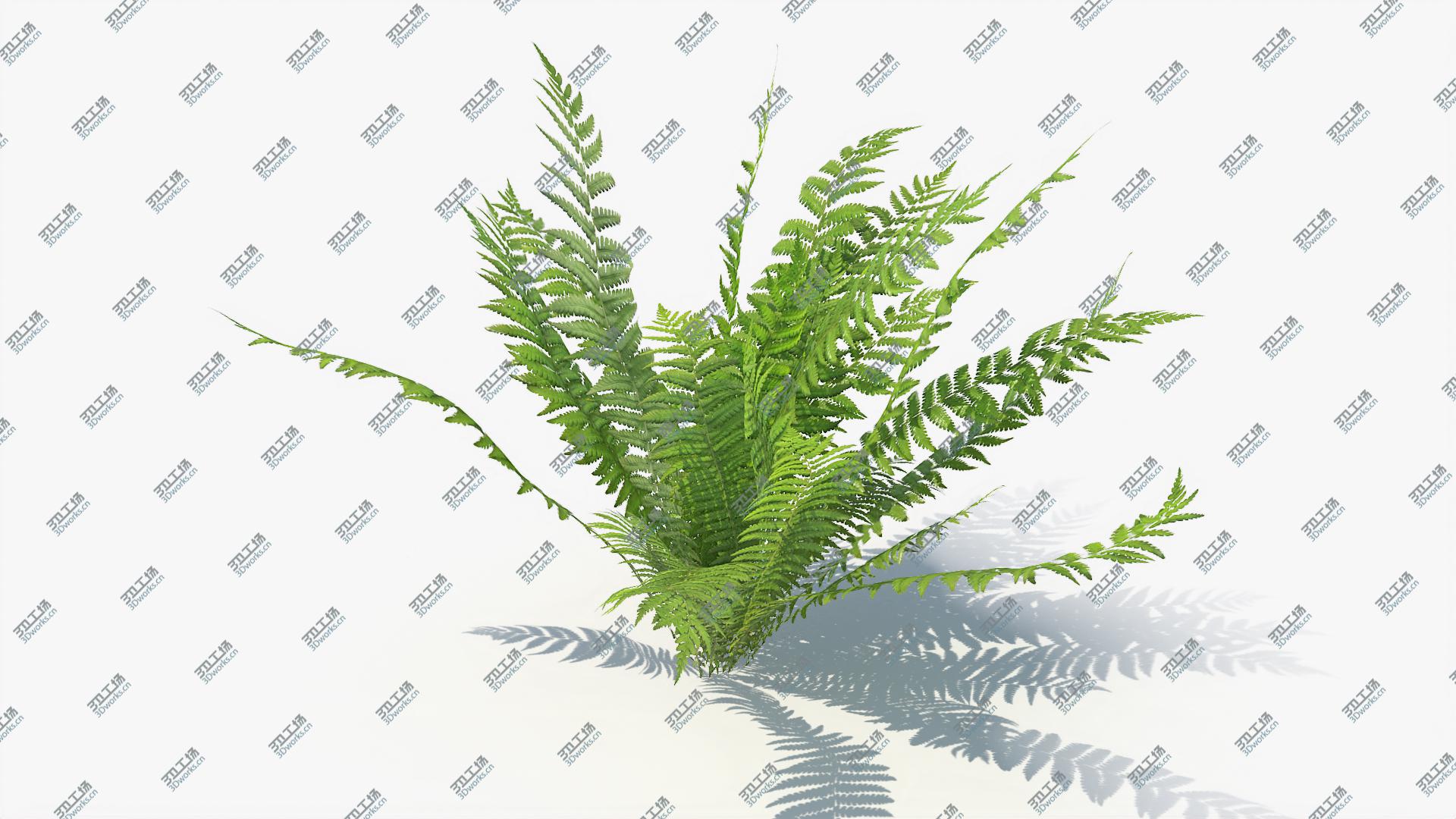 images/goods_img/2021040234/3D Ferns 01-07 model/5.jpg